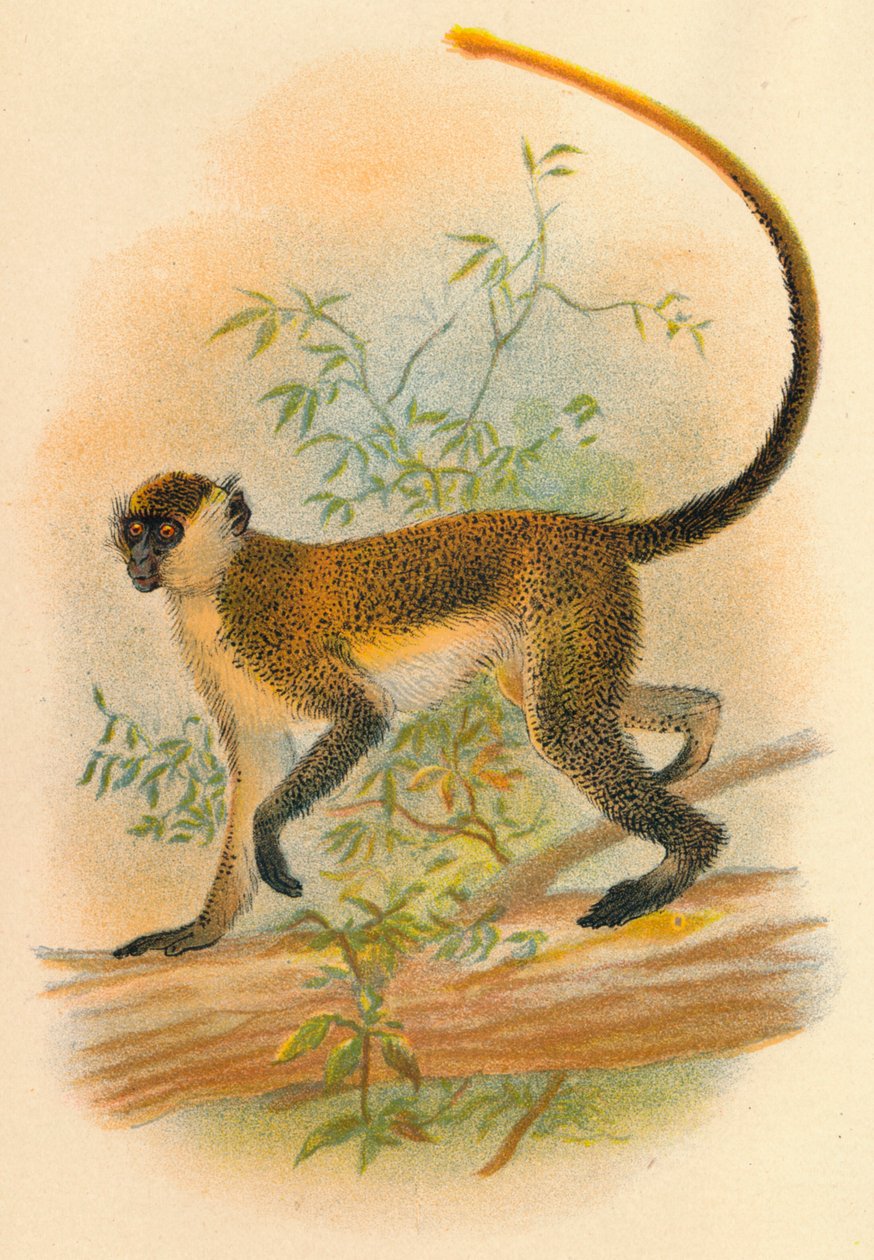 Zelený Guenon, 1897 od Henry Ogg Forbes