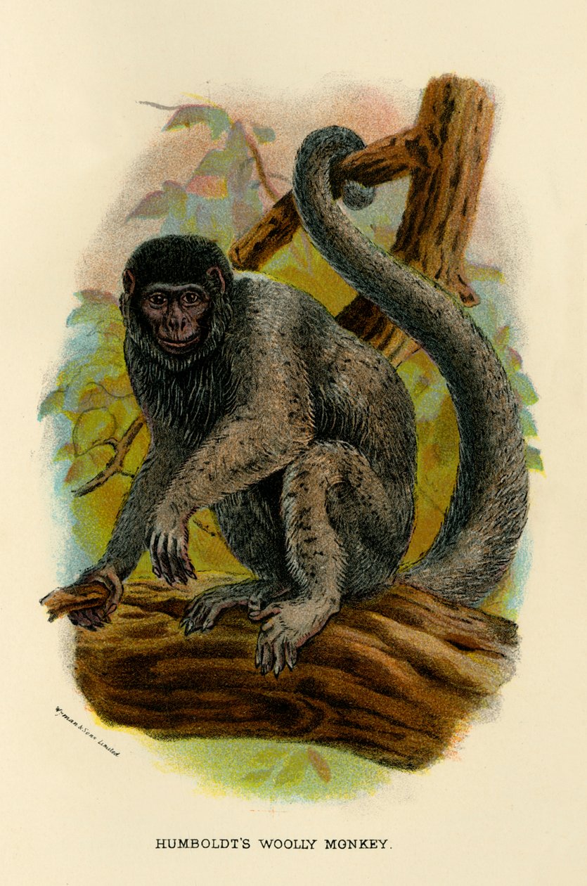 Humboldts Woolly Monkey, 1896 od Henry Ogg Forbes
