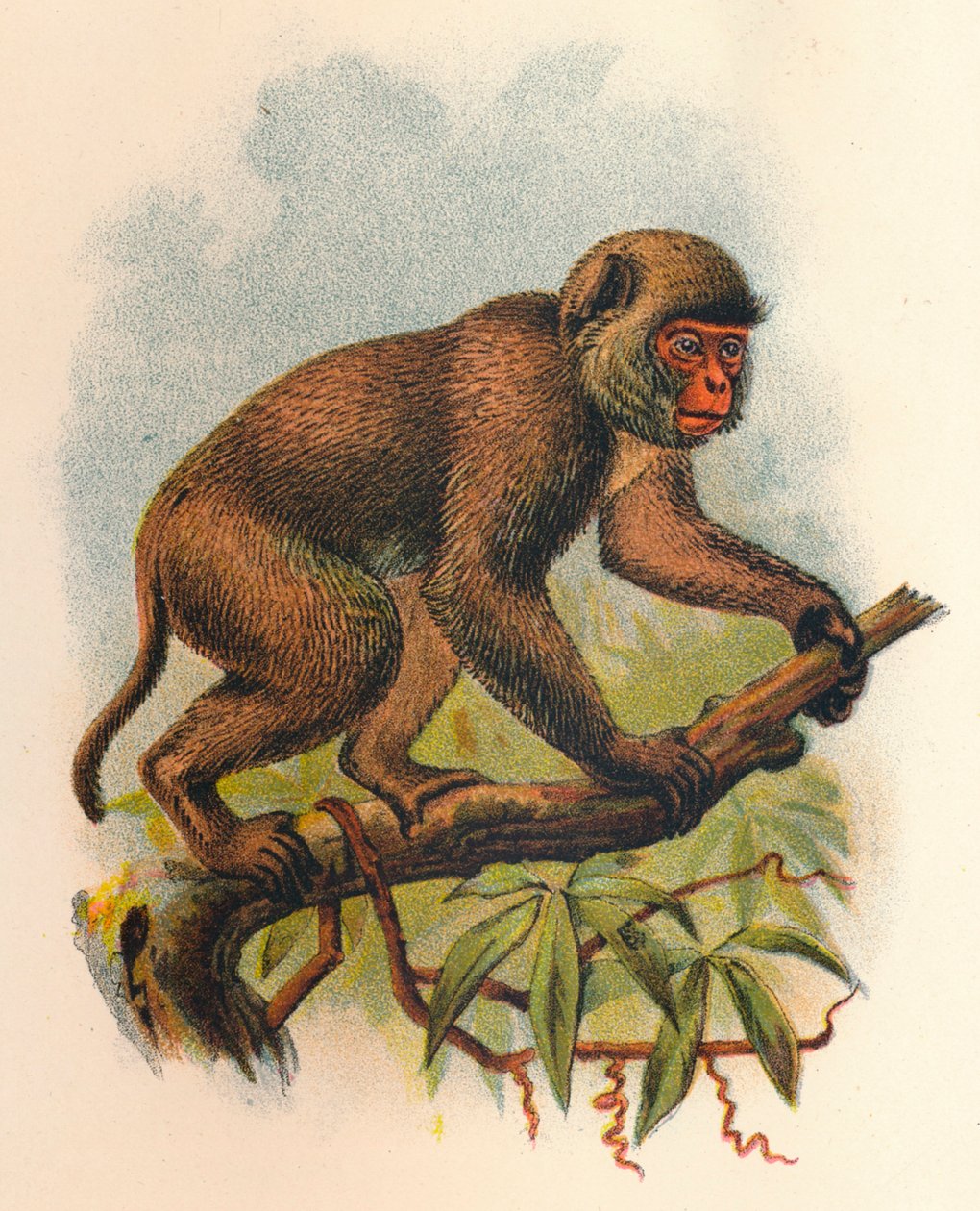 St. Johns Macaque, 1897 od Henry Ogg Forbes