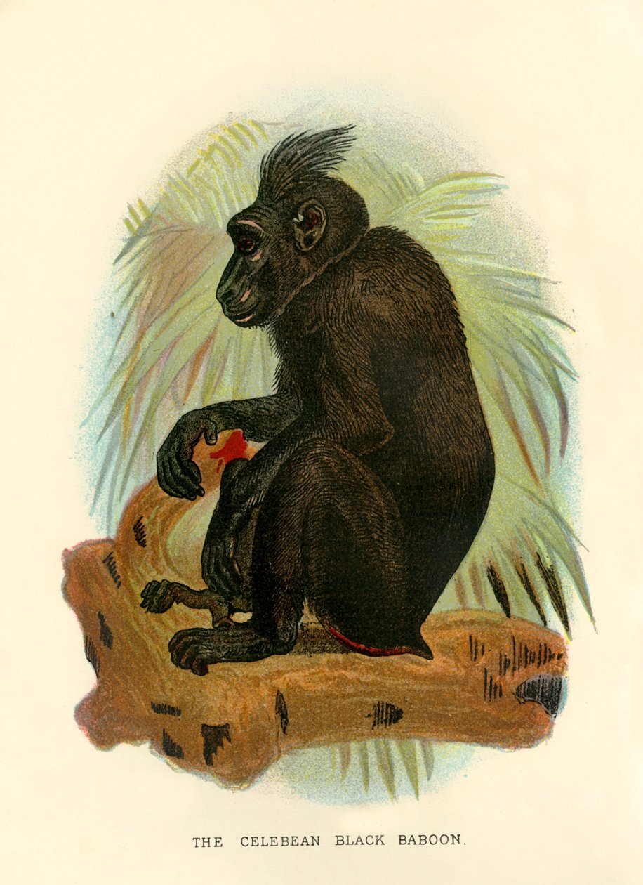 Celebean Black Baboon, 1896 od Henry Ogg Forbes
