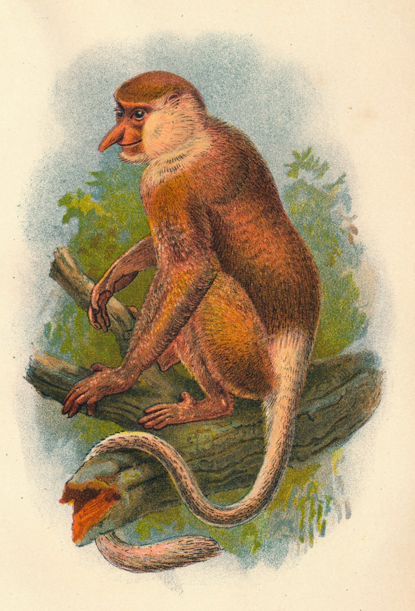 The Proboscis Monkey, 1897 od Henry Ogg Forbes