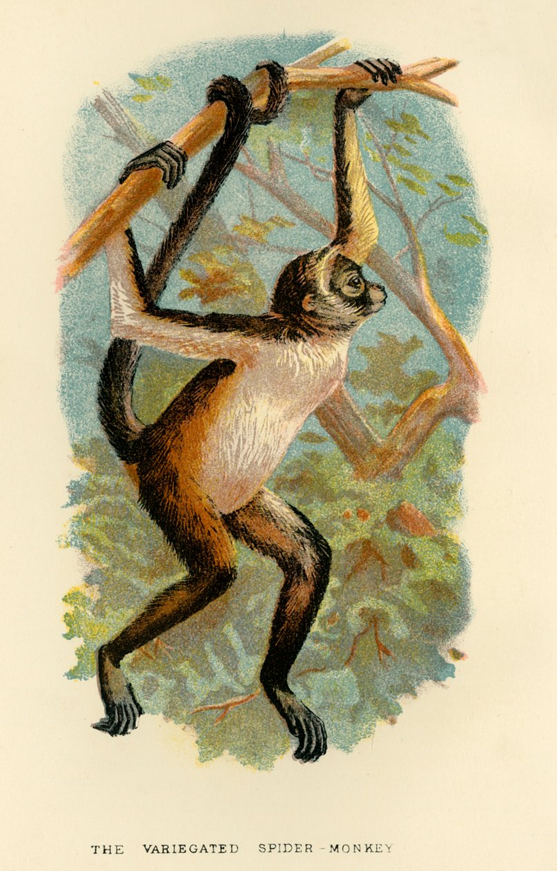 Pestrá pavoučí opice, 1896 od Henry Ogg Forbes