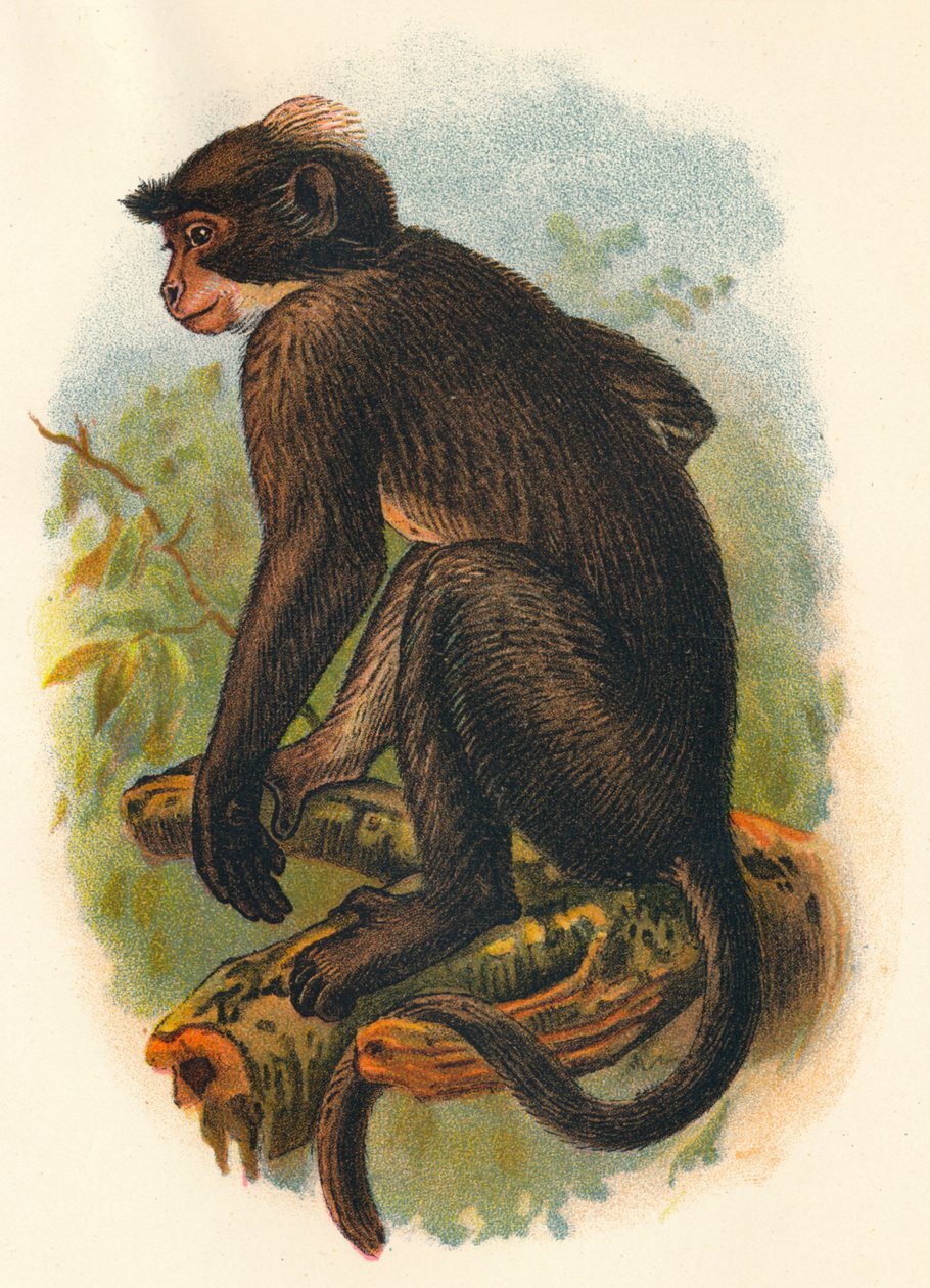 White Crowned Mangabey, 1897 od Henry Ogg Forbes