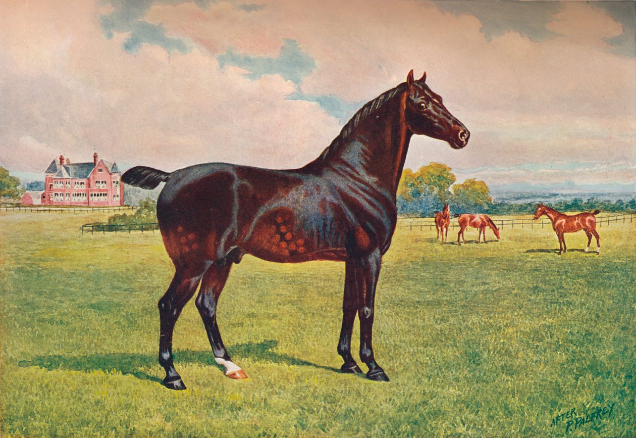 Hřebec Hackney Pony Berkeley Model, c1900 c1910 od Henry Powell Palfrey