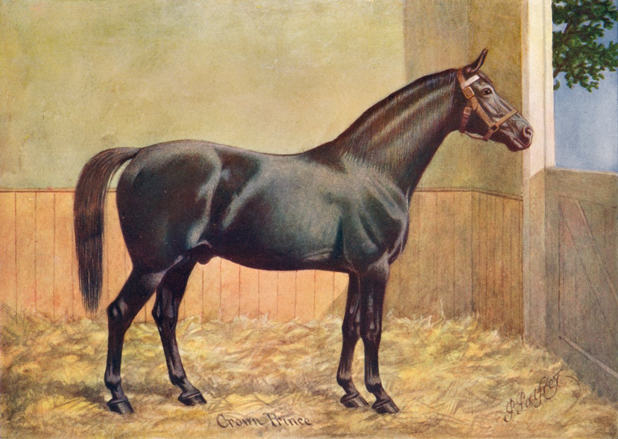 Yorkshire Coach Horse hřebec Crown Prince, 1902 c1910 od Henry Powell Palfrey