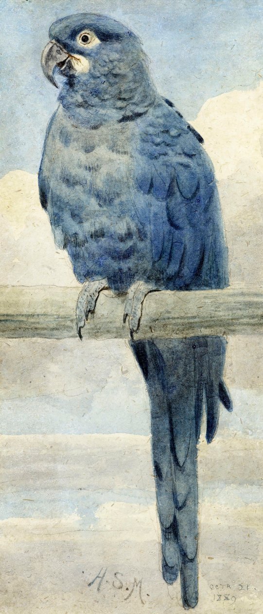 Ara hyacintový, 1889 od Henry Stacey Marks