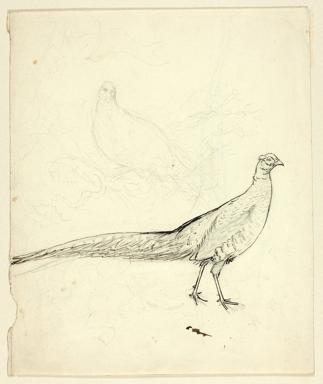 Dvě skici bažanta (recto); skica bažantů a ženského aktu (verso) od Henry Stacy Marks