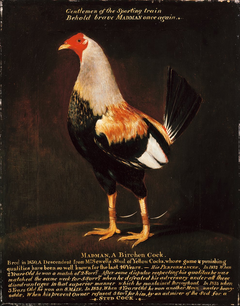 Šílenec, Birchen Cock (olej na plátně) od Henry Thomas Alken