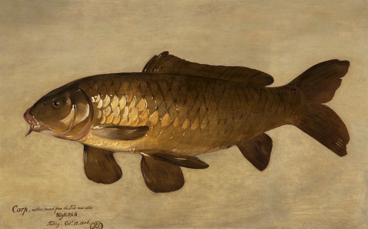 Kapr, 1806 od Henry Thomson