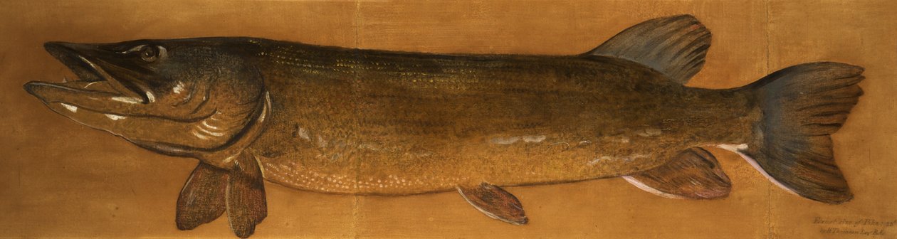 Štika od Henry Thomson