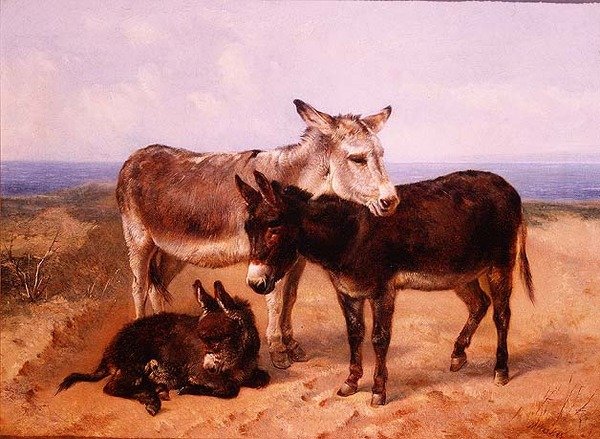 Písečné osly od Henry Weekes