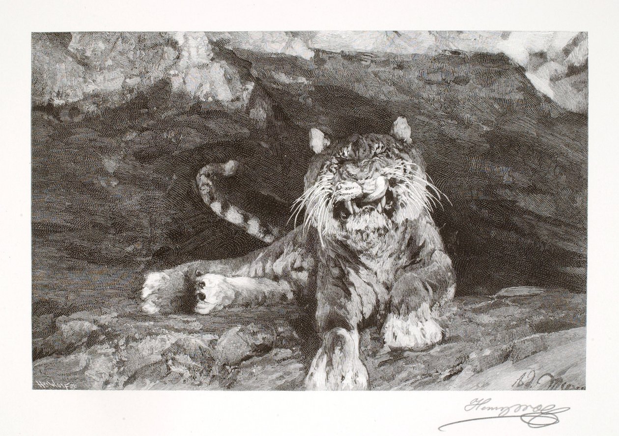 Tiger od Henry Wolf