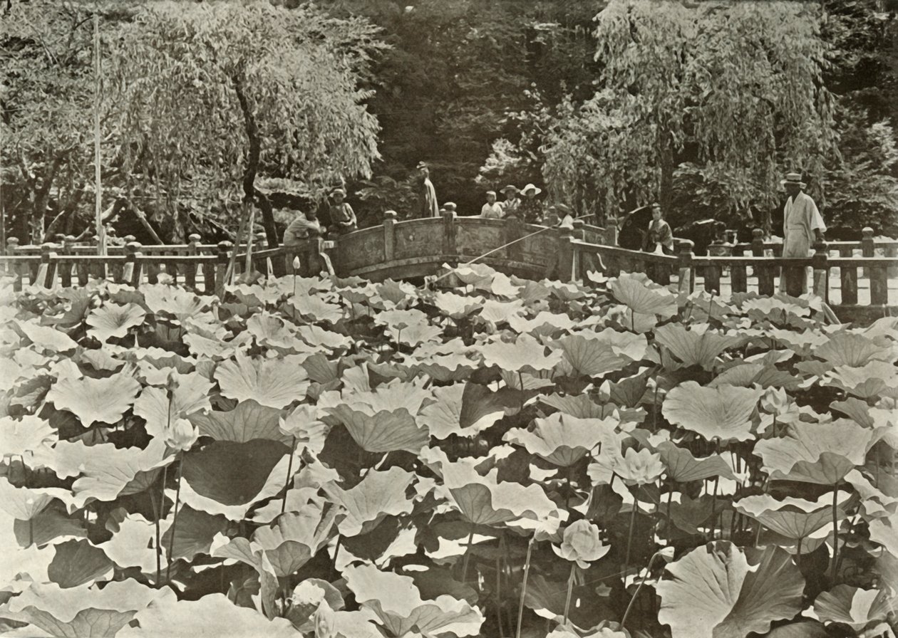 Lotosový rybník, 1910. od Herbert Ponting
