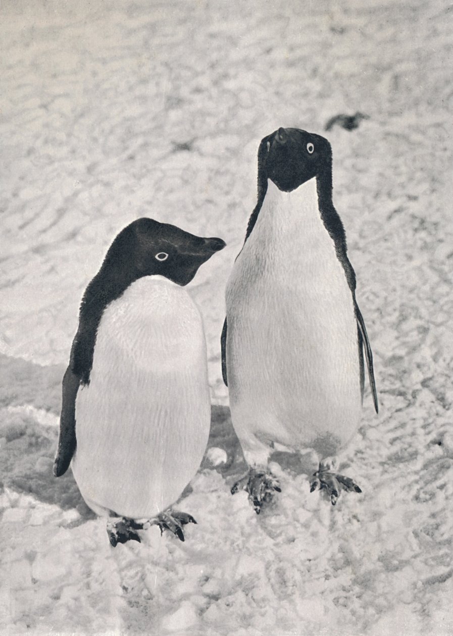 A Pair of Adélie Penguins, c1911, 1913 od Herbert Ponting