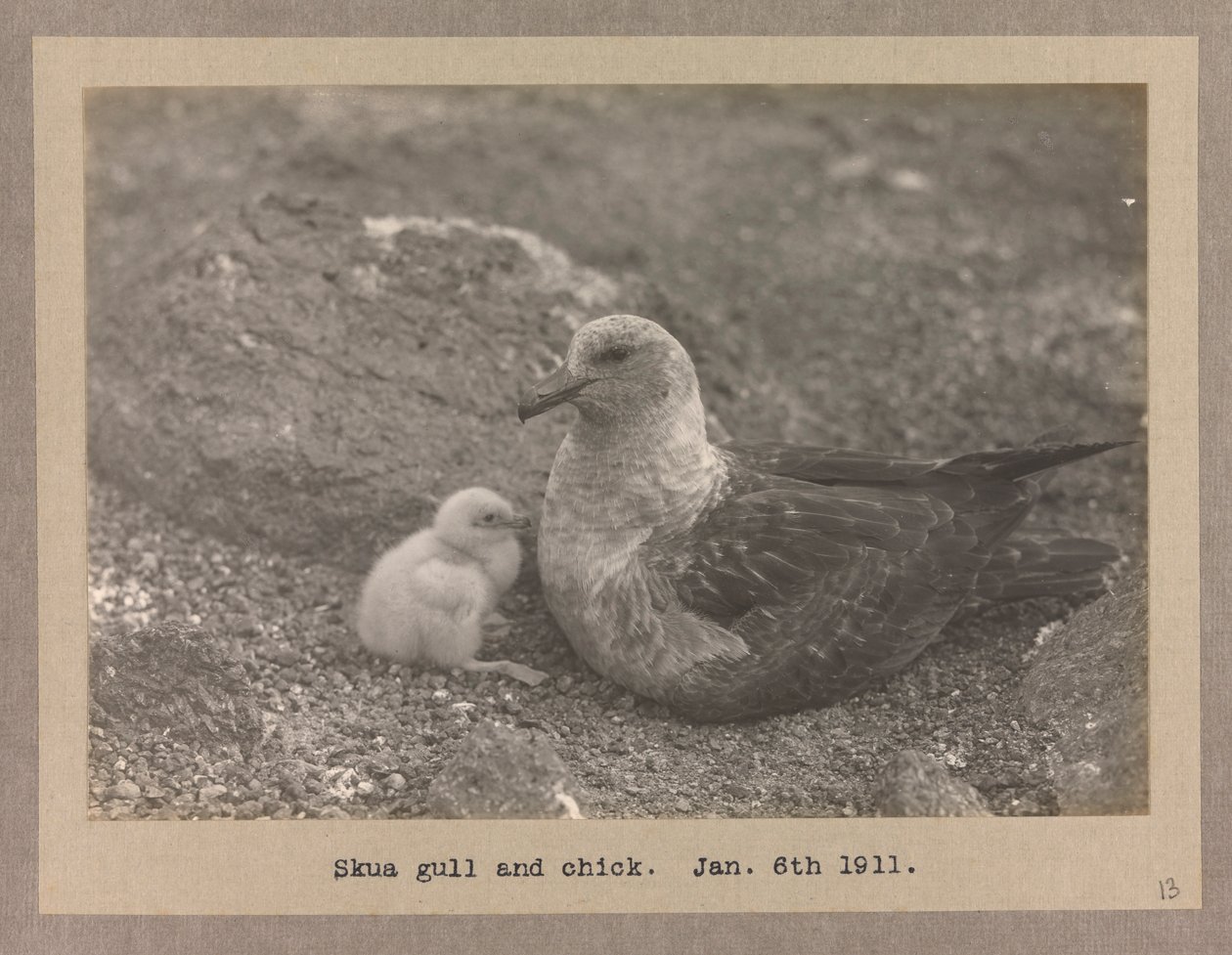 Racek Skua s mládětem od Herbert Ponting