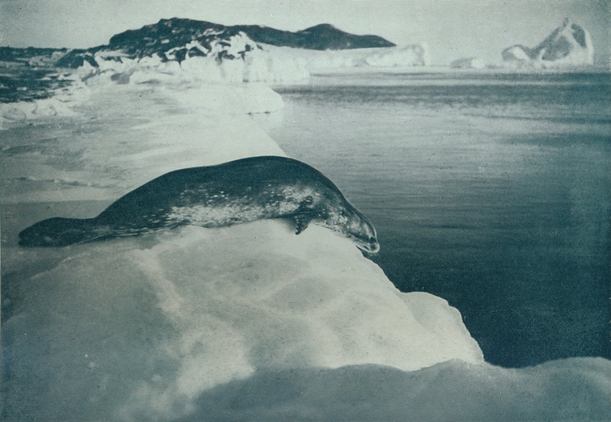 A Weddell Seal se chystá potápět, c1911, 1913 od Herbert Ponting