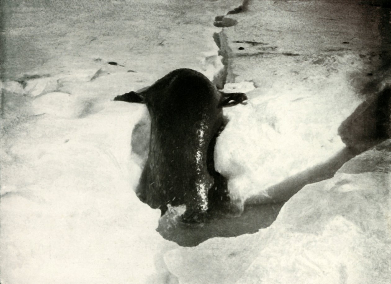 A Weddell Seal Getting On The Ice, listopad 1911, 1913 od Herbert Ponting