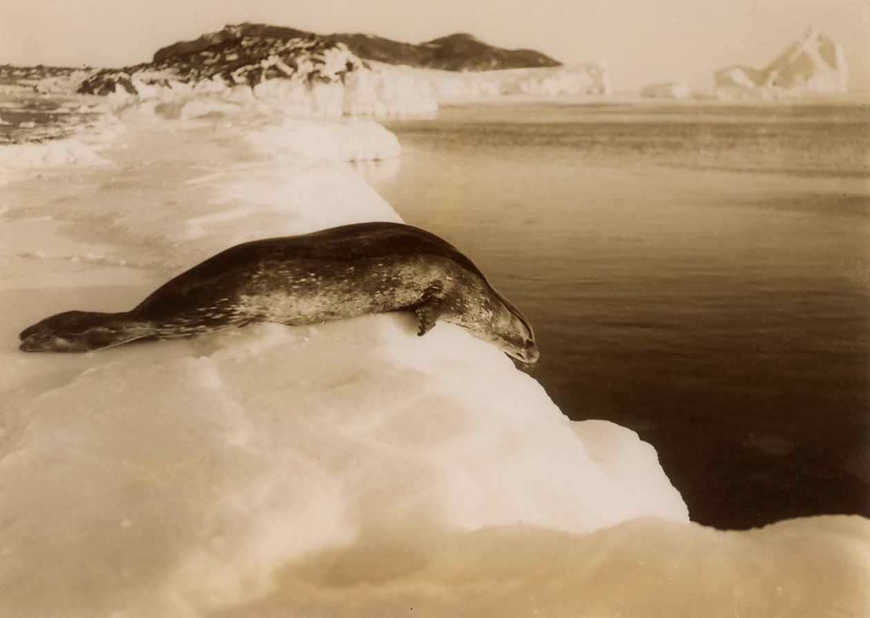 Tuleň weddell, který se chystá potápět na West Beach, Cape Evans, Antarktida, 1911. od Herbert Ponting