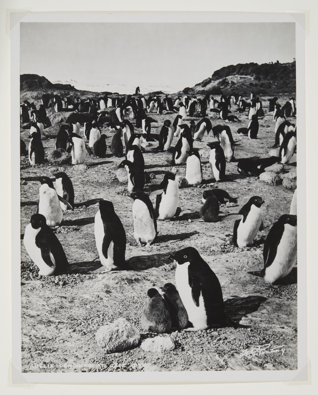 Adelie Penguins na Cape Royds (bromový tisk) od Herbert Ponting