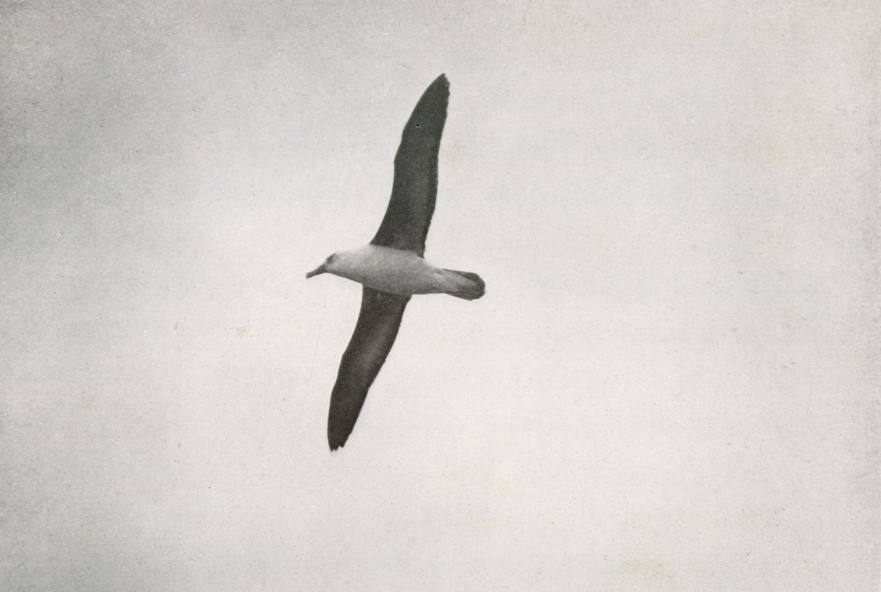 Albatros Soaring, c19101913, 1913 od Herbert Ponting