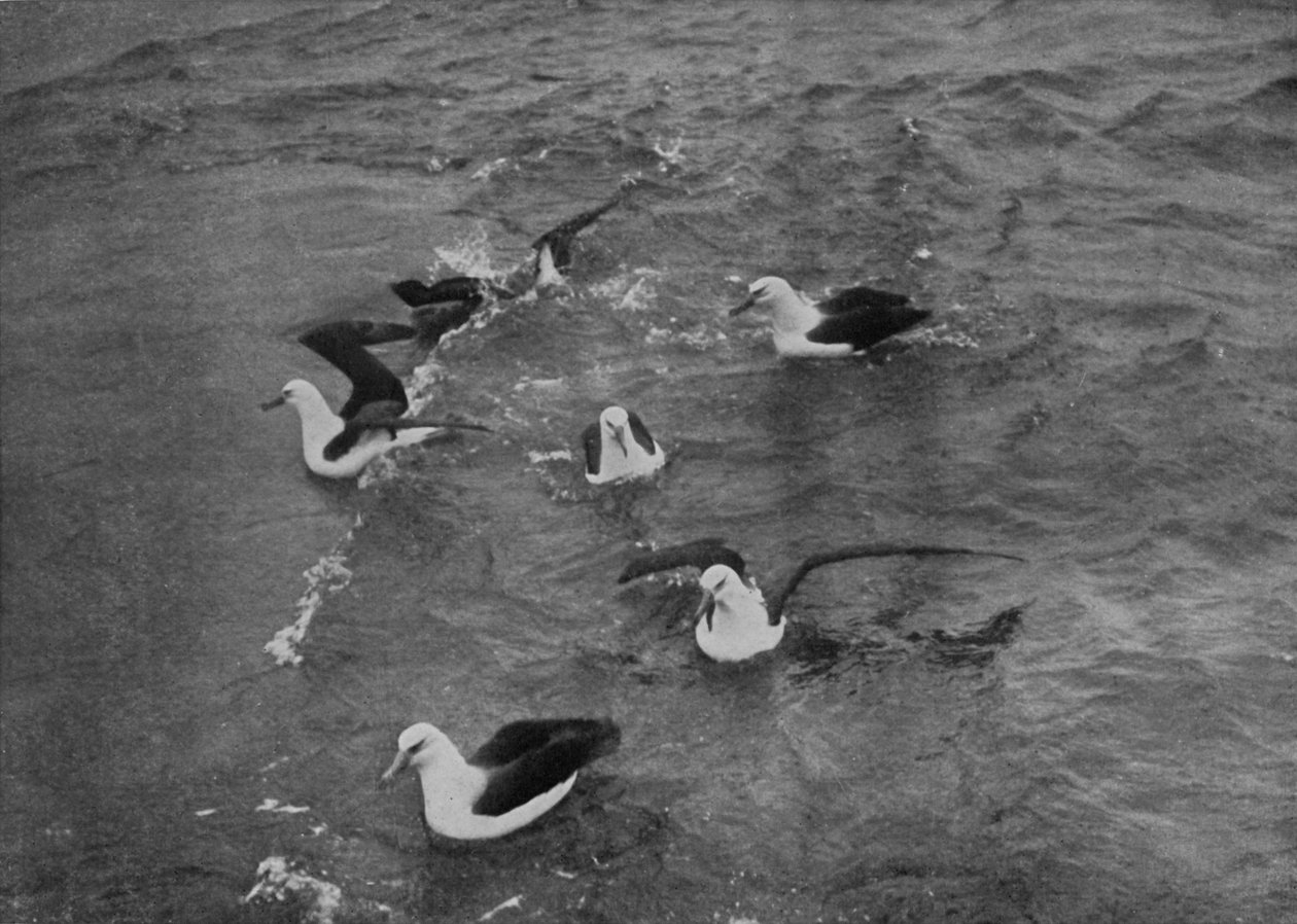 Albatrosové hledající potravu v brázdě Terra Nova, c19101913, 1913 od Herbert Ponting
