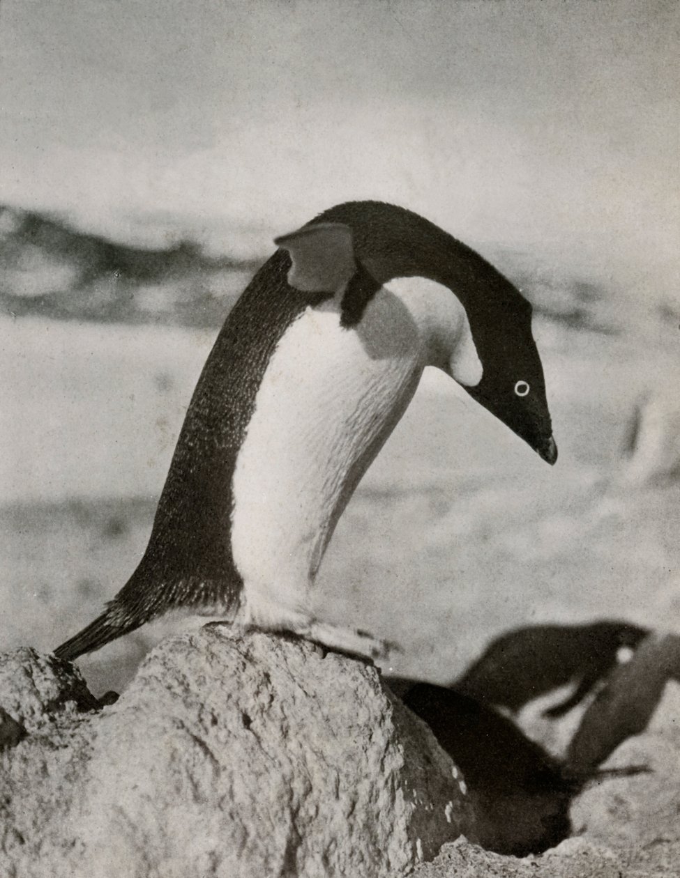 An Adélie Penguin About To Dive, c19101913, 1913 od Herbert Ponting