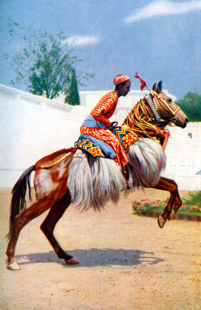 Arabský tančící kůň, Udaipur, Indie, 1922. od Herbert Ponting