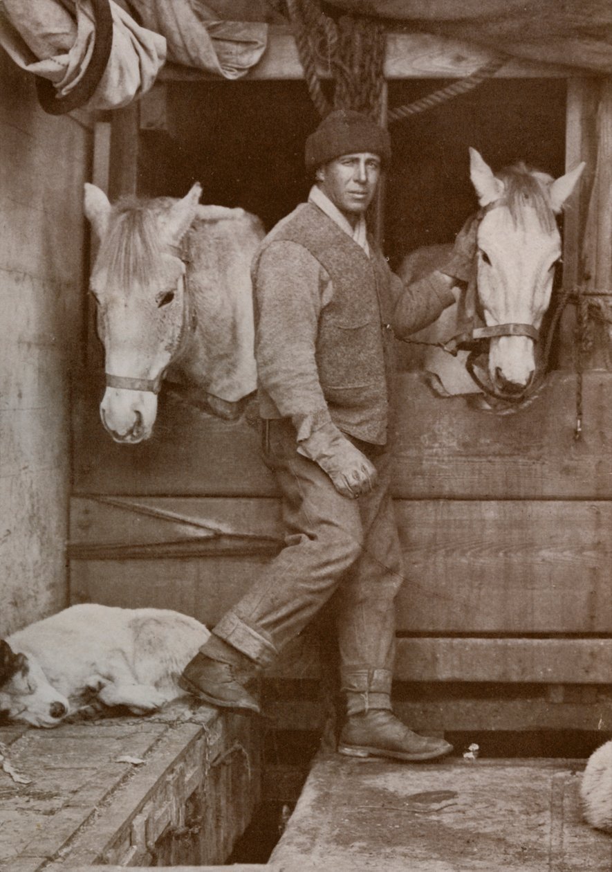 Kapitán Oates a poníci na Terra Nova, c1910-1912, 1913. od Herbert Ponting