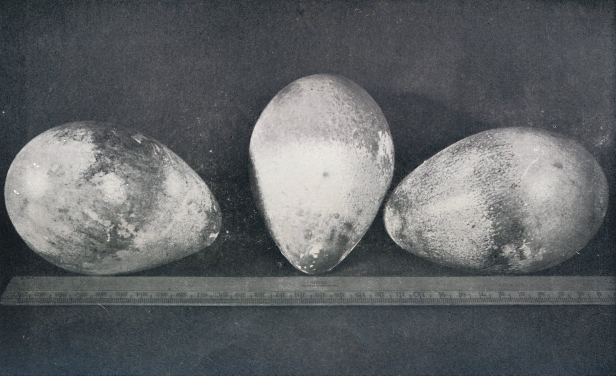 Emperor Penguins Eggs z Cape Crozier, 1911, 1913 od Herbert Ponting
