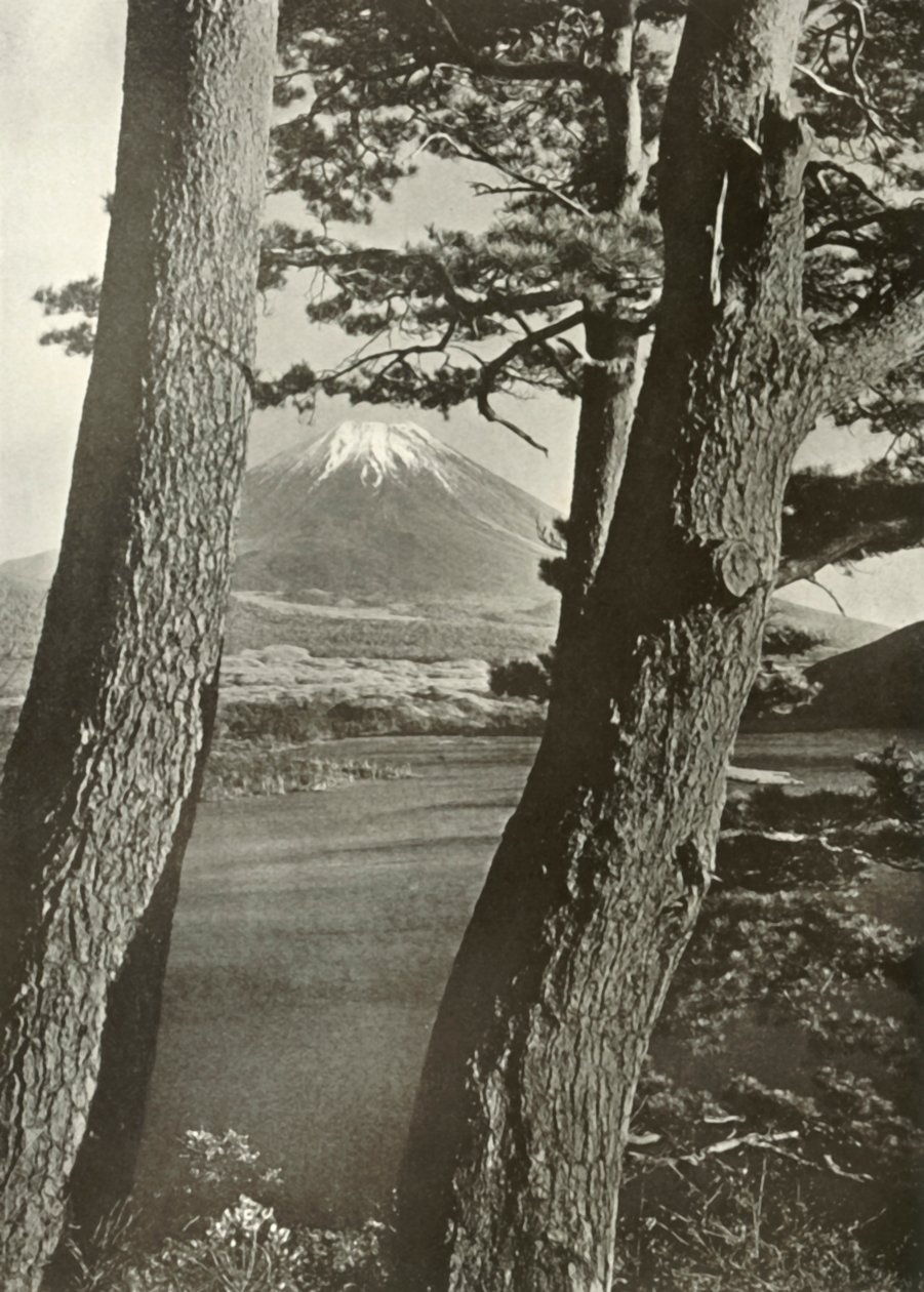 Fuji přes borovice jezera Motosu, 1910. od Herbert Ponting