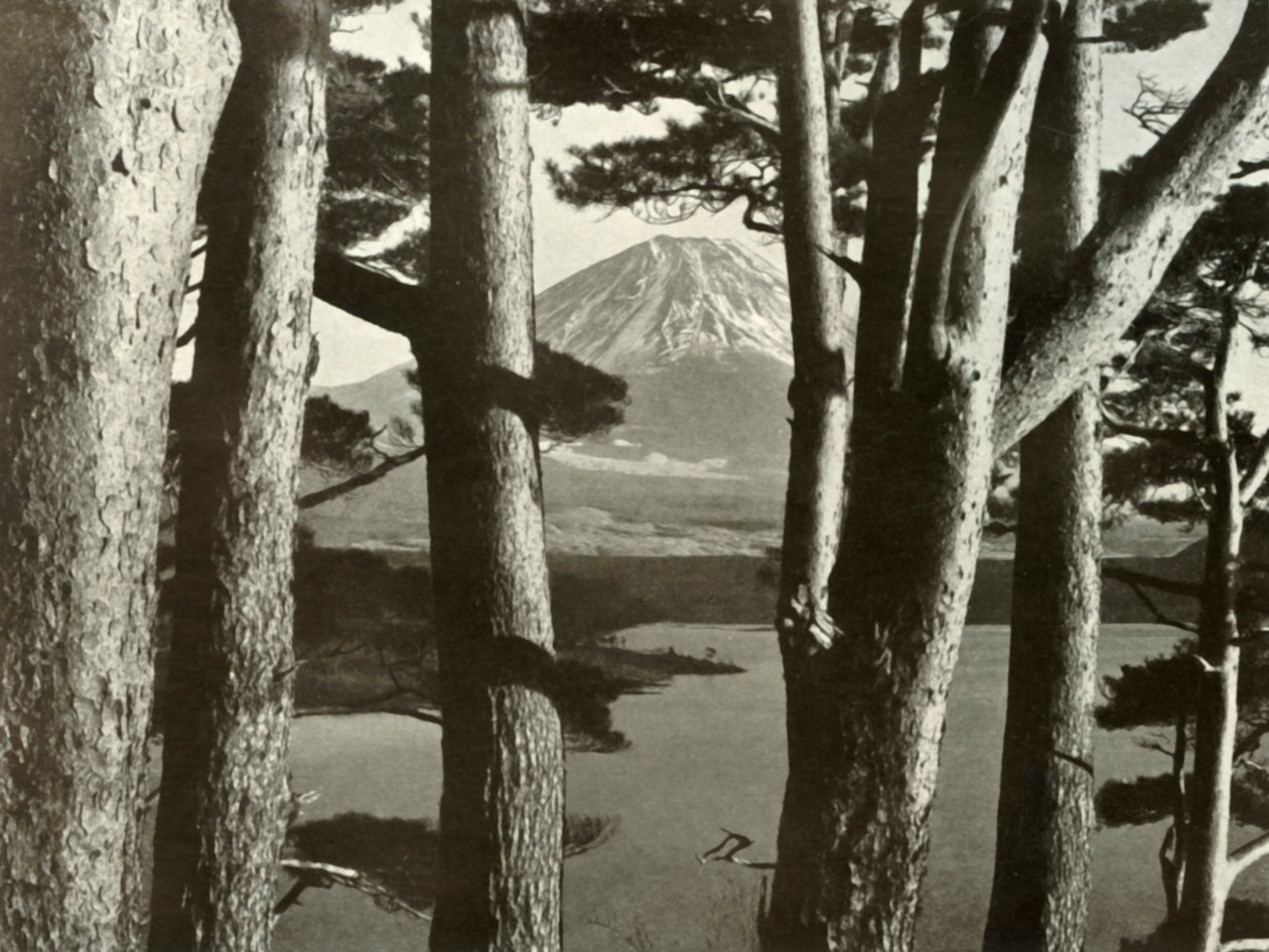 Fuji a borovice, 1910. od Herbert Ponting