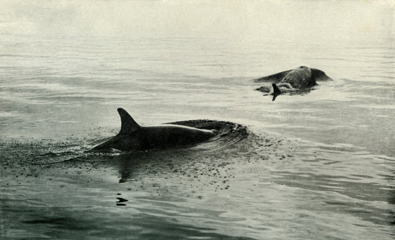 Killer Whales Rising To Blow, c19101913, 1913 od Herbert Ponting