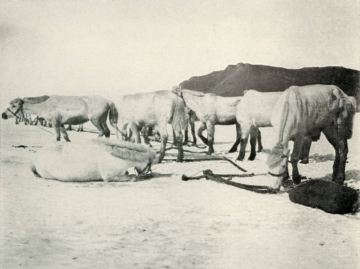 Poníci uvázaní na mořském ledu, c19101913, 1913 od Herbert Ponting
