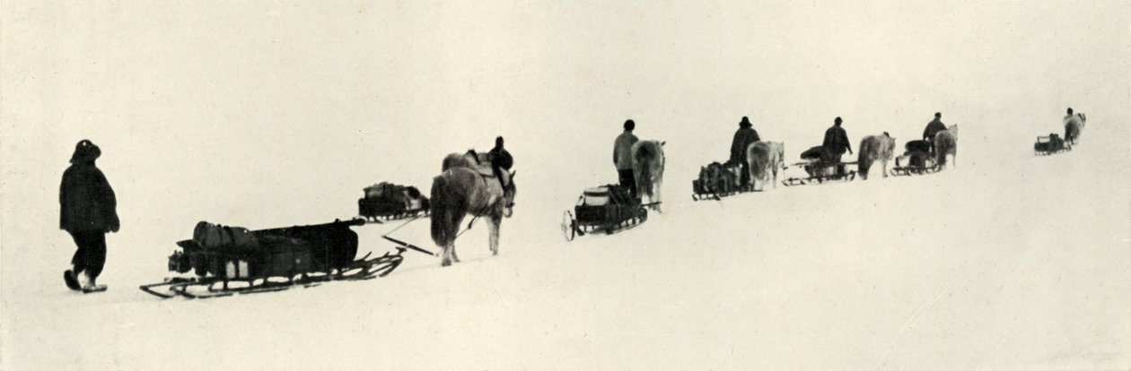 Poníci v březnu 1911, 1913 od Herbert Ponting