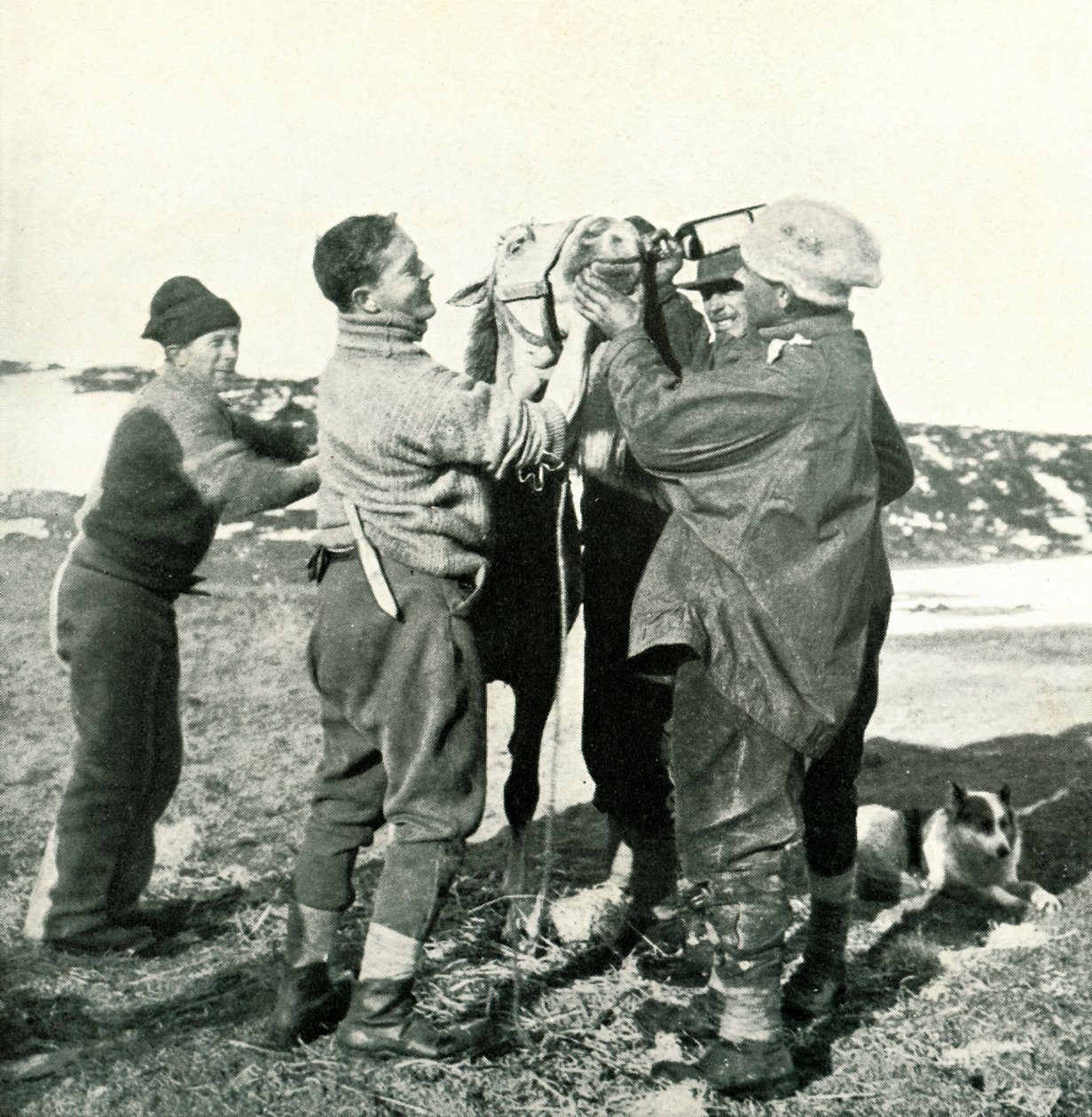 Pony Takes Whisky, 8. února 1911, 1913 od Herbert Ponting
