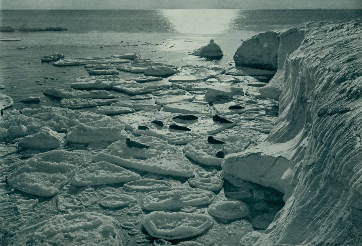Tuleni se vyhřívají na nově vytvořeném palačinkovém ledu z Cape Evans, c19101913, 1913 od Herbert Ponting