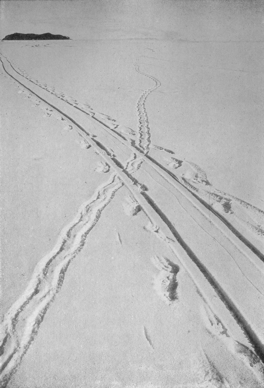 Sáňkařská dráha Crossing An Adélie Penguins Track, 8. prosince 1911, 1913 od Herbert Ponting