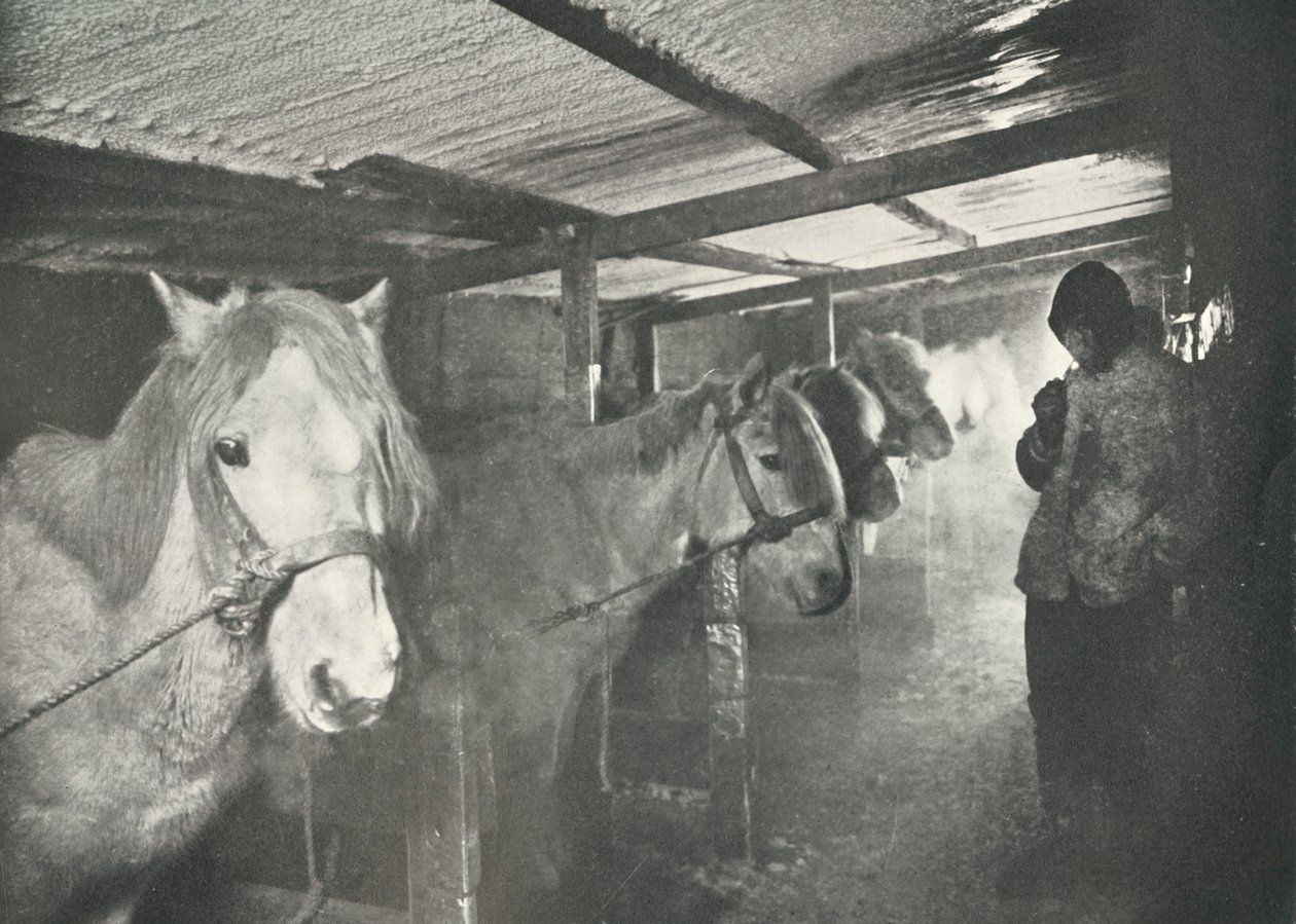 Stáje v zimě, c19101911, 1913 od Herbert Ponting