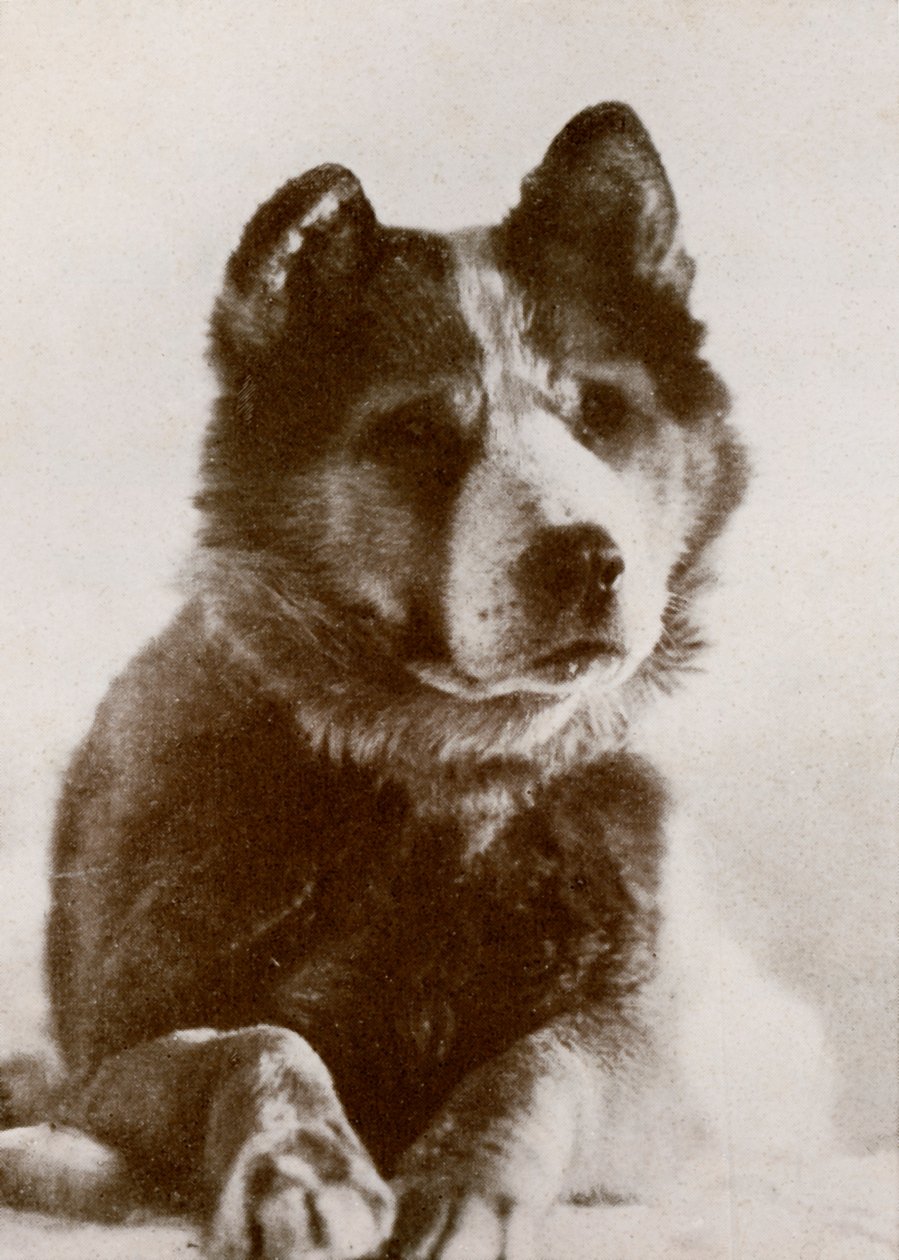 Vida, s.19101913, 1913. od Herbert Ponting