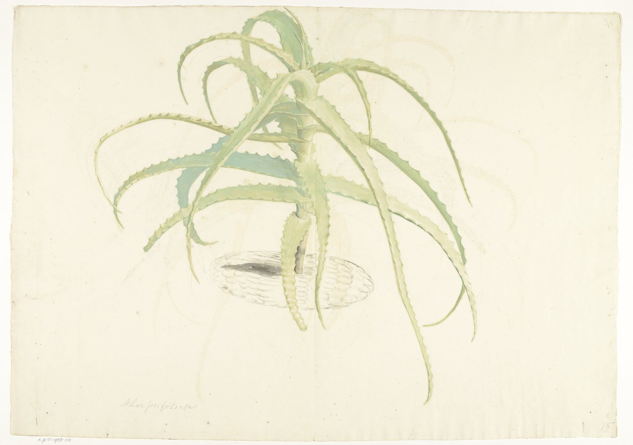 Aloe perfoliata od Herman Saftleven