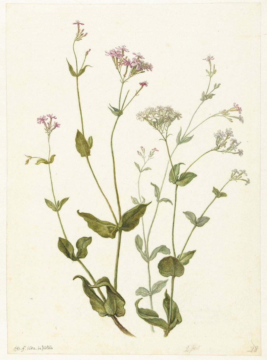 Močový měchýř Senna a Sticky Catchfly Rode en witte Viscaria of Pekanjer od Herman Saftleven