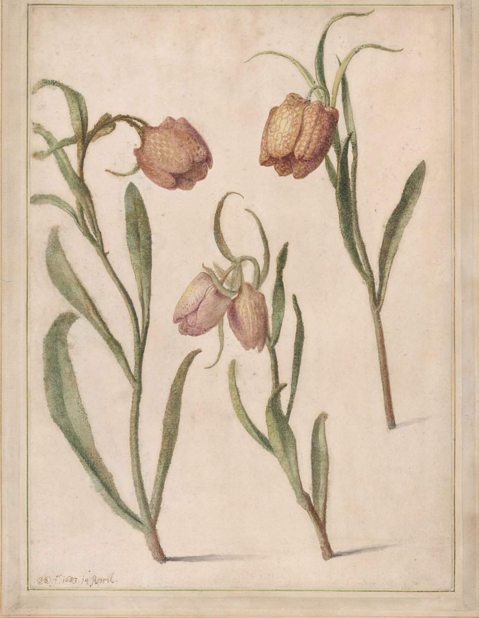 Studie o třech fritillaries, 1683. od Herman Saftleven the Younger