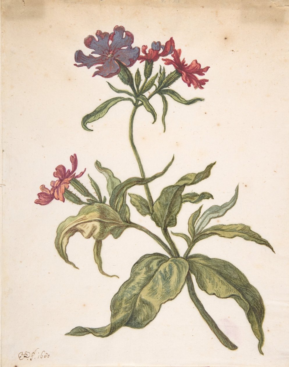 Studie červeného chytače Lychnis hirsuta, 1680. od Herman Saftleven the Younger