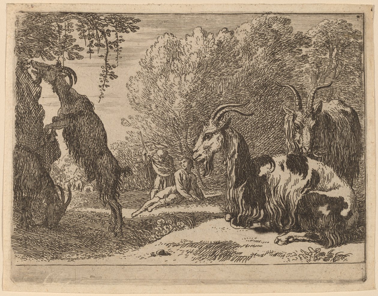 Kozy od Herman van Swanevelt