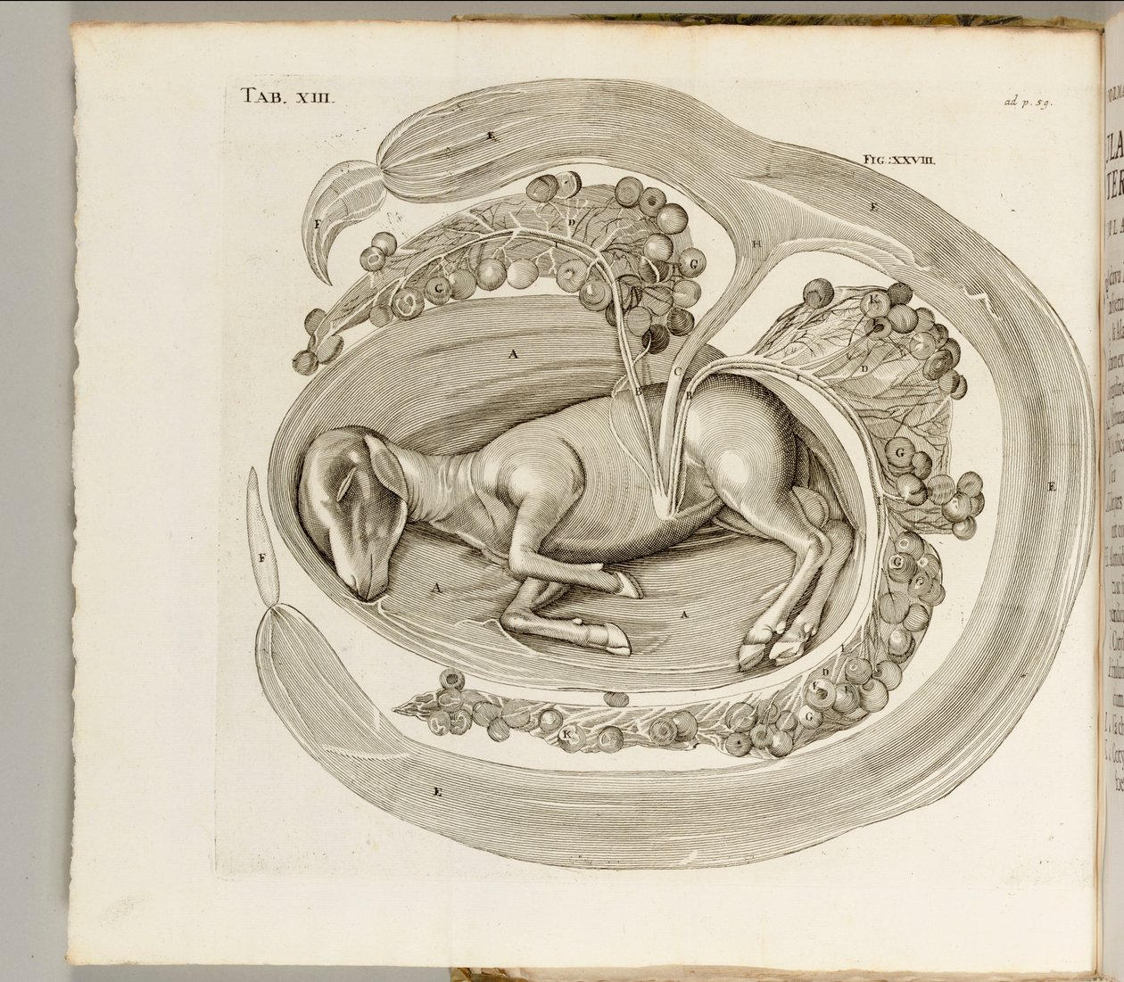 Zvíře v lůně, 1738 od Hieronymus Fabricius ab Aquapendente