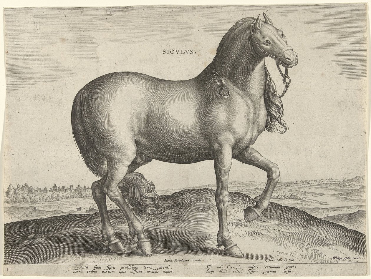 Kůň ze Sicílie (Siculus) Sicvlvs (název na objektu) Plemena koní z královské stáje Dona Juana z Rakouska (název seriálu) Equile Ioannis Austriaci Caroli (název série) od Hieronymus Wierix