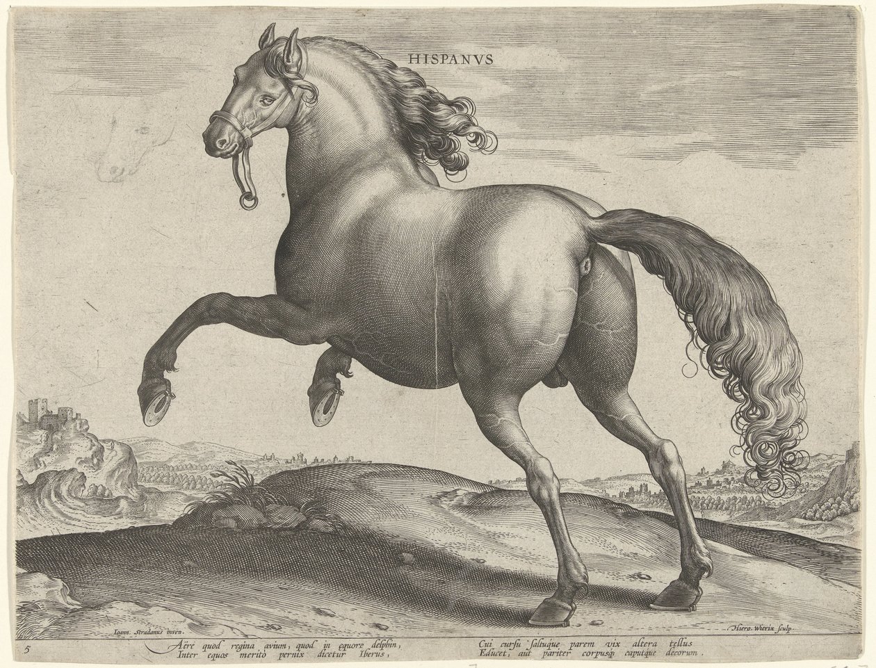 Kůň ze Španělska (Hispanus Alter) Hispanvs (název na objektu) Plemena koní z královské stáje Dona Juana z Rakouska (název seriálu) Equile Ioannis Austriaci Caroli (název série) od Hieronymus Wierix