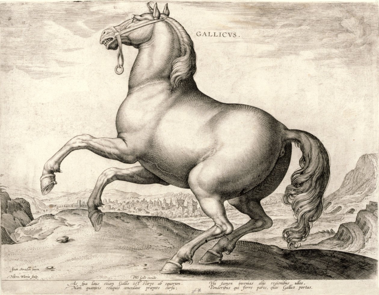 Gallicus ze série Koně ze stáje rakouského Dona Juana (rytina na tkanině) od Hieronymus or Jerome Wierix