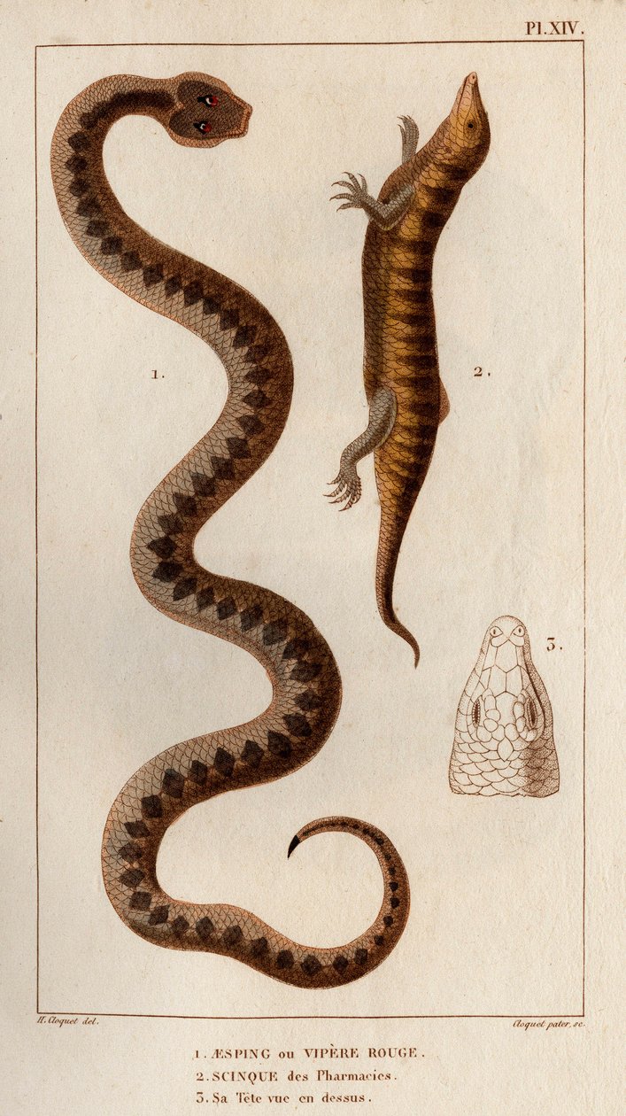 Aesping nebo Red Vipere, Skink z lékáren, jeho hlava je vidět nahoře." Fauna des Mdecins aneb historie zvířat a jejich produktů od Hippolyte Cloqueta“ - Volume 6 - 1825. od Hippolyte Cloquet