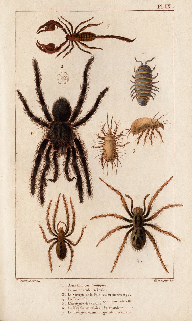 Amardille z obchodů, Saskopt svrab, Tarantule, Araignee cave, Mygale, Štír. od Hippolyte Cloquet